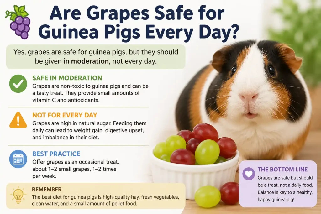 Can Guinea Pigs Eat Grapes?