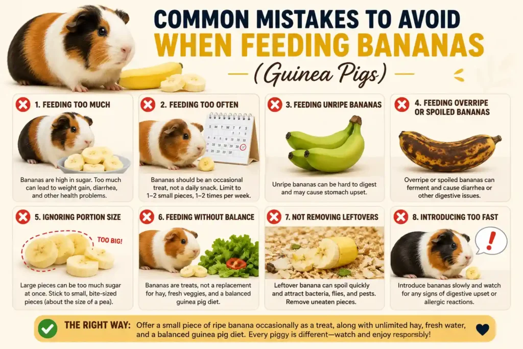 Can Guinea Pigs Eat Bananas?
