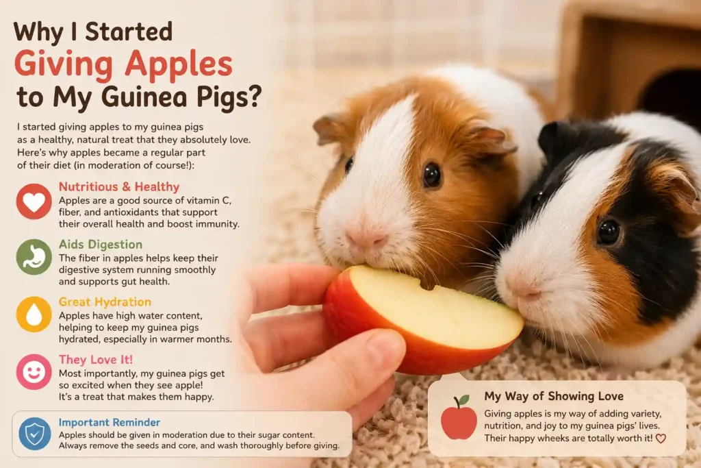 Can Guinea Pigs Eat Apples?
