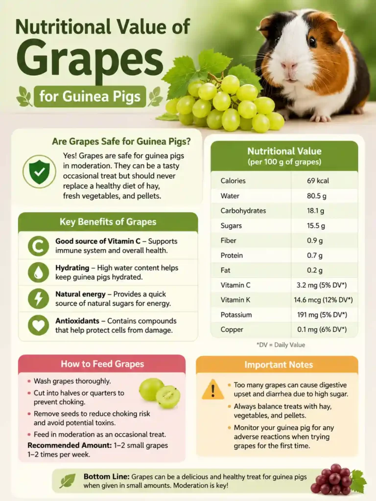 Can Guinea Pigs Eat Grapes?
