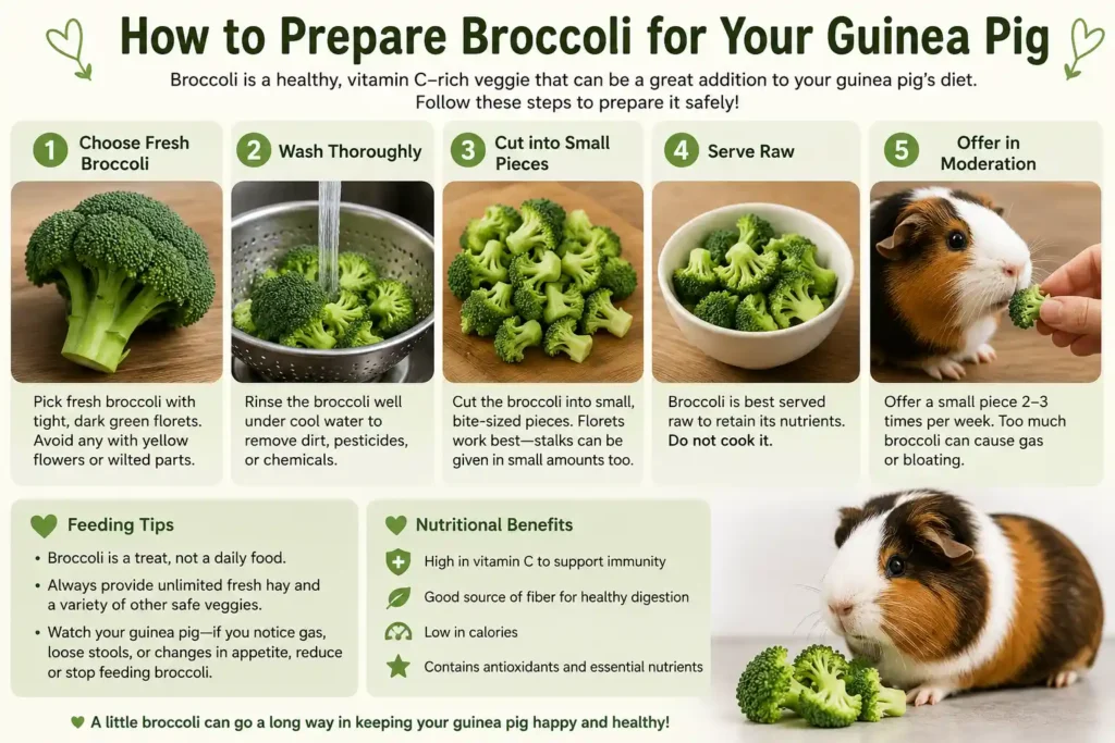 Can Guinea Pigs Eat Broccoli