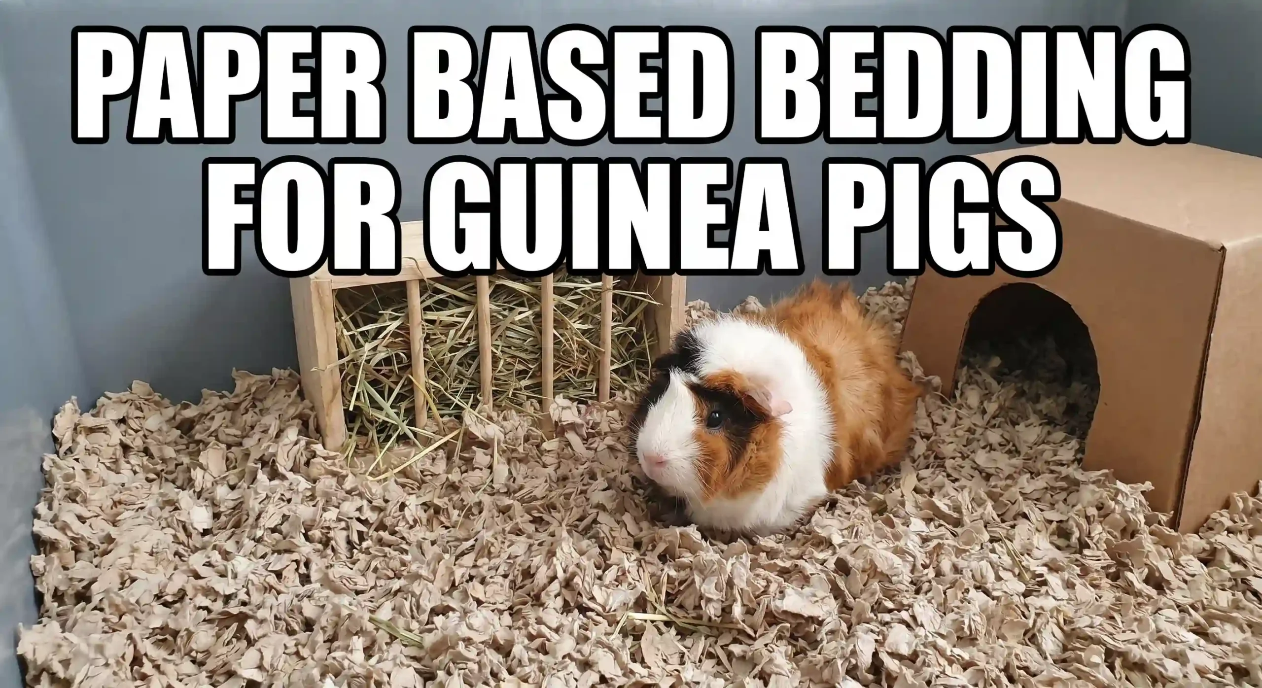 Paper Based Bedding for Guinea Pigs: That Truly Works