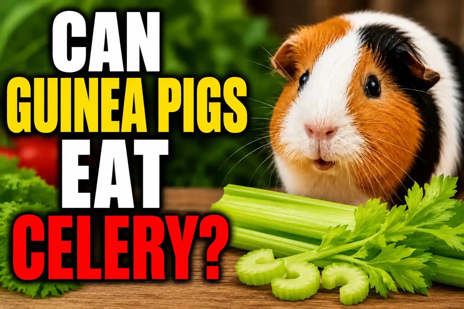 Can Guinea Pigs Eat Celery? A Wholesome Truth