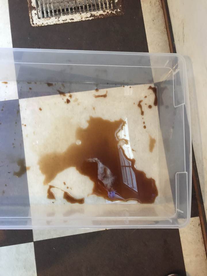 Why Does My Guinea Pig Have Red Urine?
