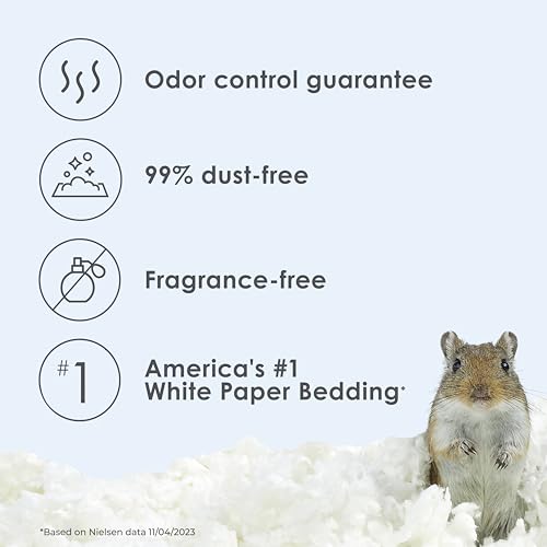 Best Bedding For Guinea Pigs For Smell