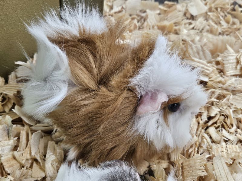 Grooming Long Haired Guinea Pig