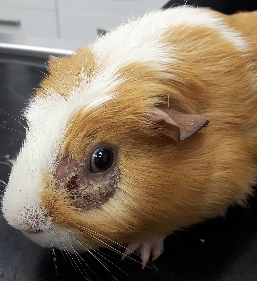 What Are Common Guinea Pig Skin Diseases?