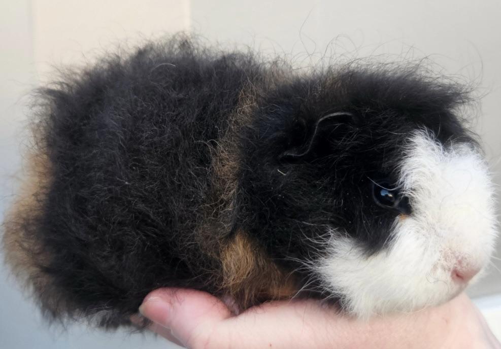 Texel Guinea Pig