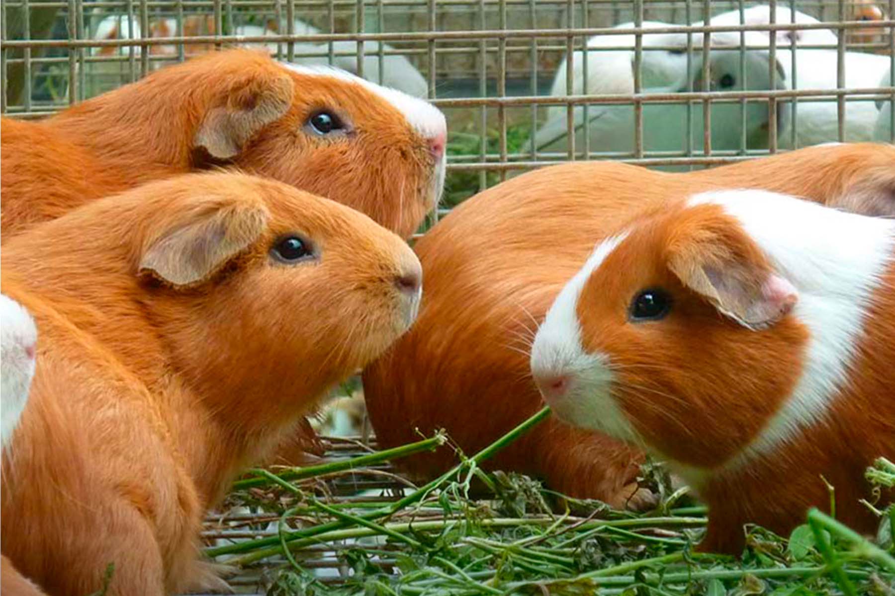 Cuy Guinea Pig