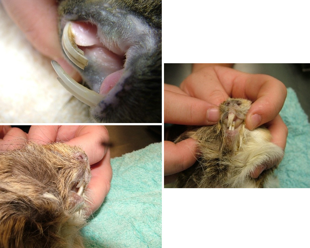guinea-pig-bad-teeth