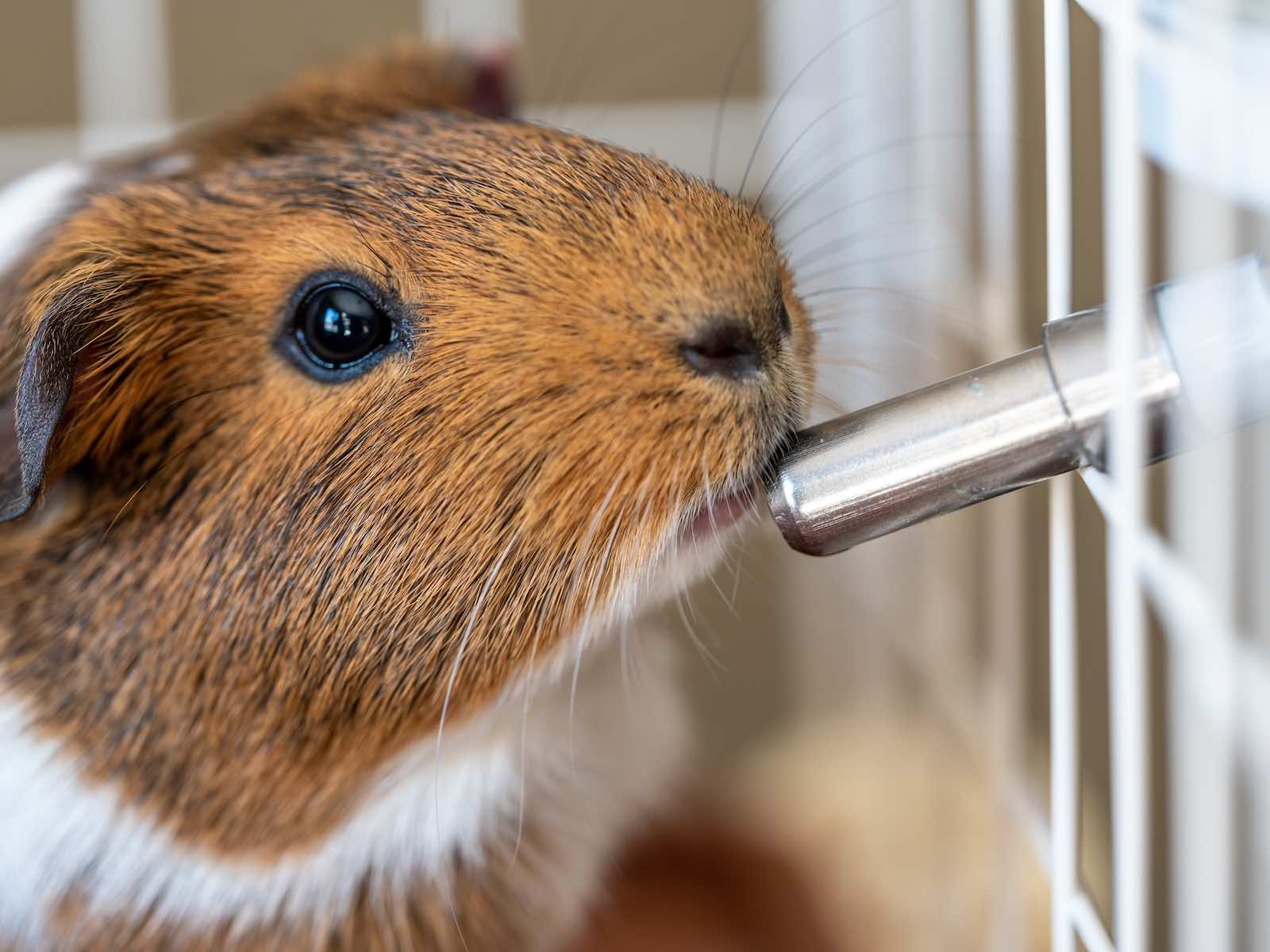 Why Is My Guinea Pig Drinking Too Much Water