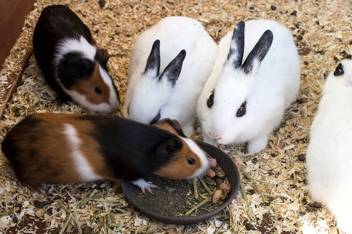 Can Guinea Pigs Eat Rabbit Food