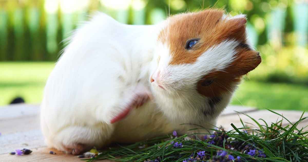 Why Is My Guinea Pig Scratching So Much