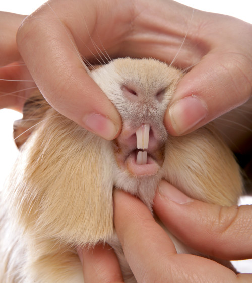 Why Are My Guinea Pig’s Teeth Too Long?