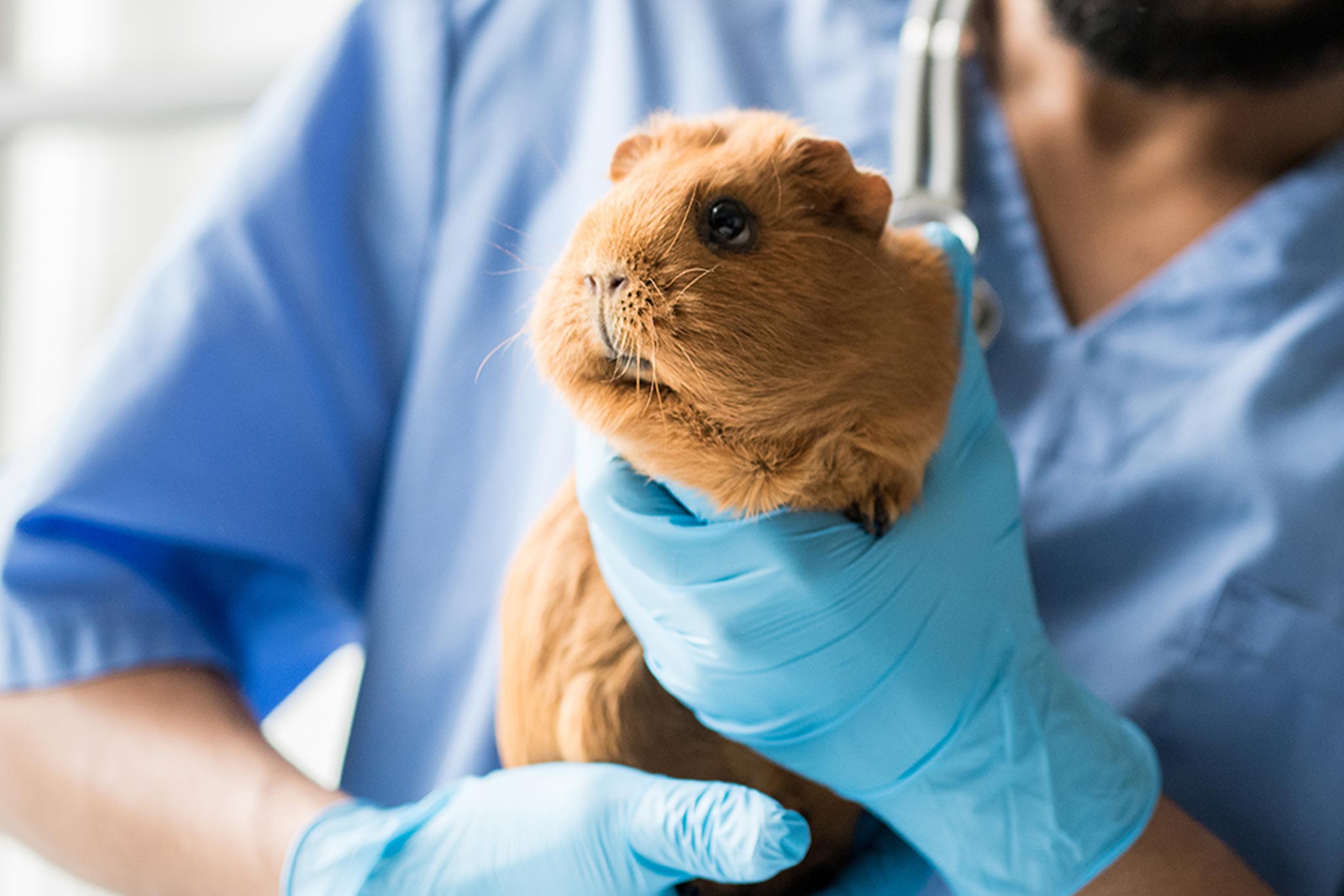 When Should I Take My Guinea Pig To The Vet?