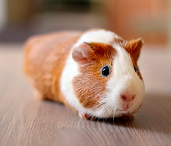 Are Guinea Pigs Rodents