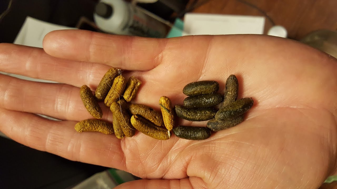 What Does Healthy Guinea Pig Poop Look Like?