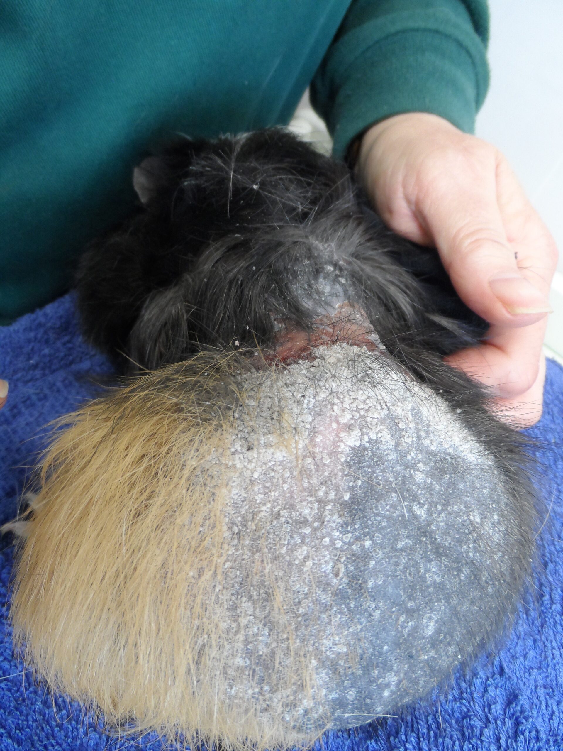 How Do I Treat Dry Skin In Guinea Pigs?