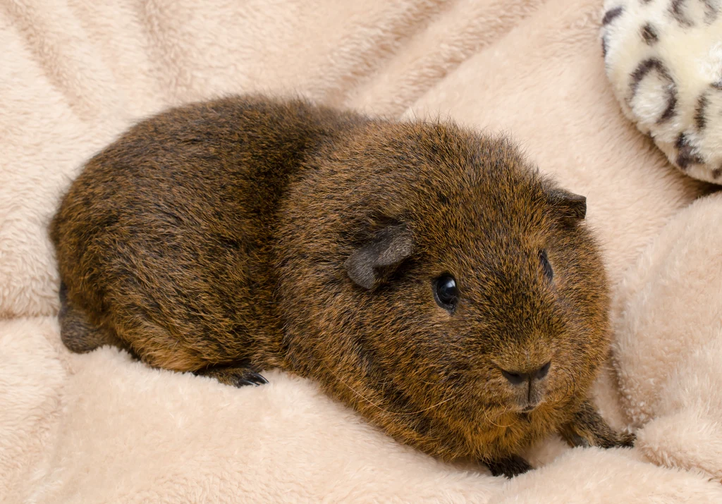 Rex Guinea Pig