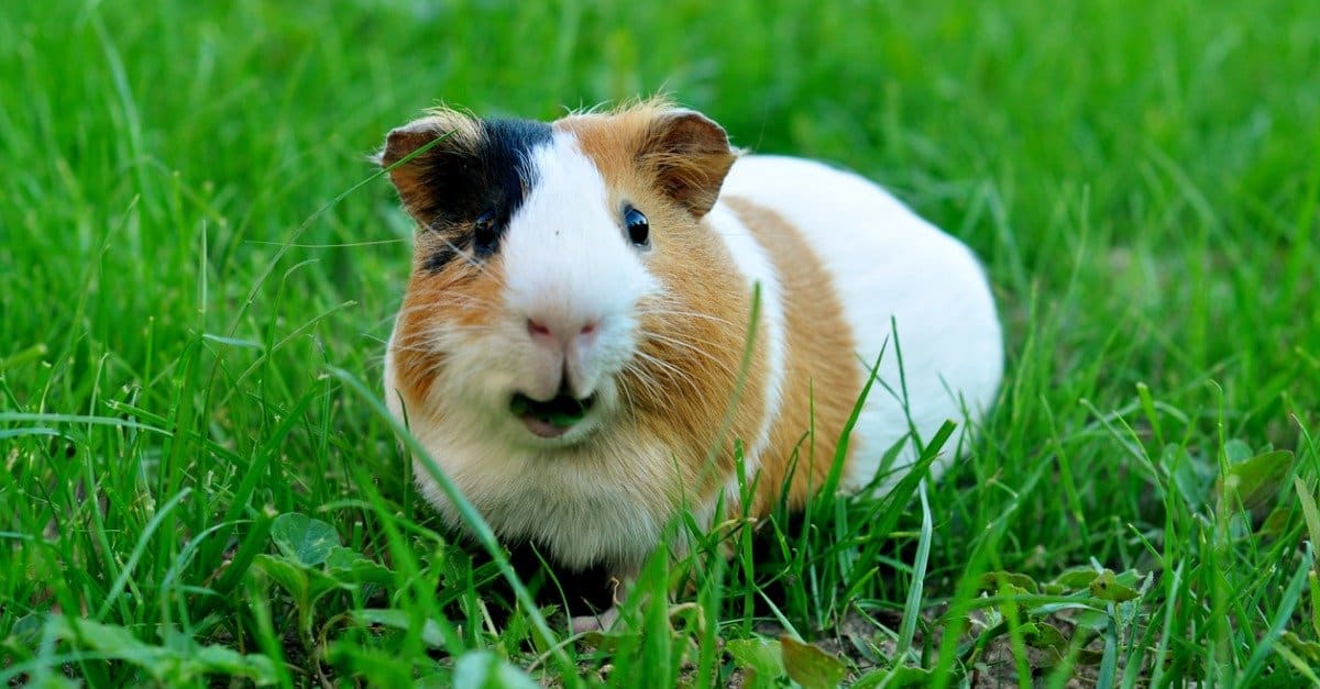 Are Guinea Pigs Nocturnal